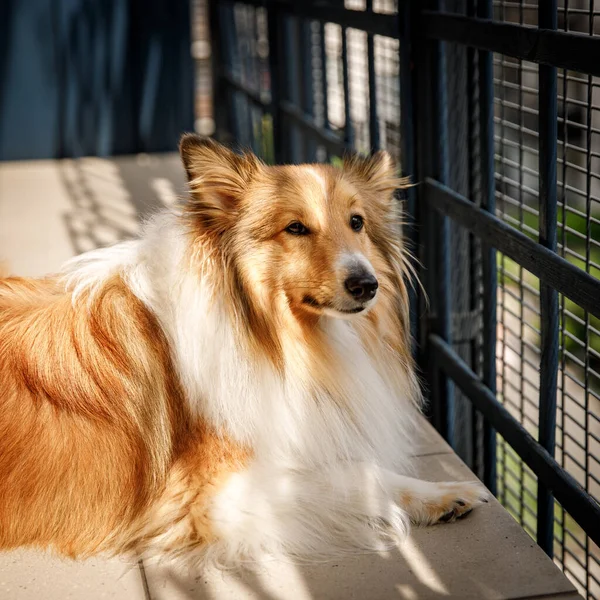 Собака Лежить Терасі Fluffy Sheltie Shetland Sheepdog Портрет — стокове фото