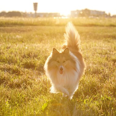 Sheltie - fluffy shetland sheepdog in the field during a golden sunset