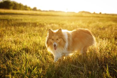 Sheltie - fluffy shetland sheepdog in the field during a golden sunset