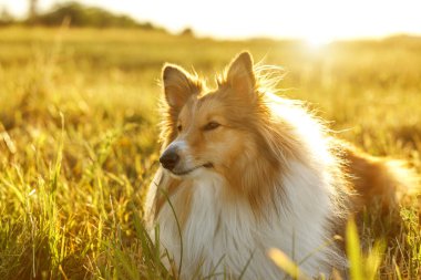 Sheltie - fluffy shetland sheepdog in the field during a golden sunset
