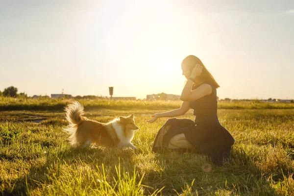 Woman Sheltie Shetland Sheepdog Walk Golden Sunset — Stockfoto