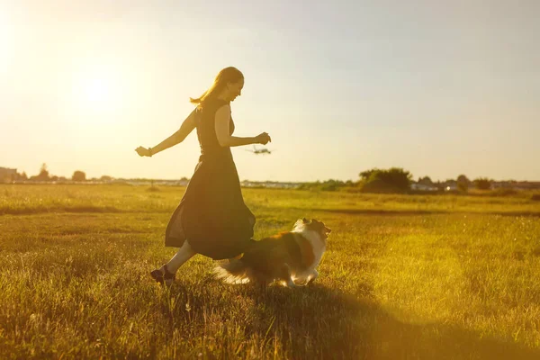 Woman Sheltie Shetland Sheepdog Running Walk Golden Sunset — Stok fotoğraf