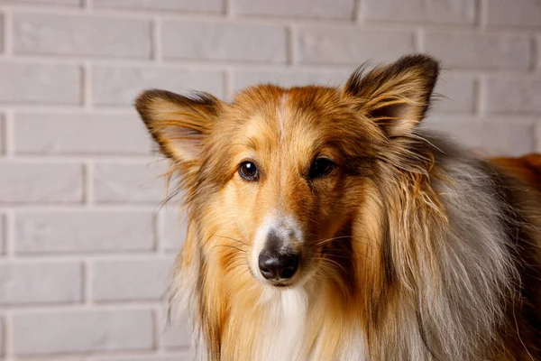 Close Sheltie Shetland Sheepdog Studio Portrait — Stockfoto