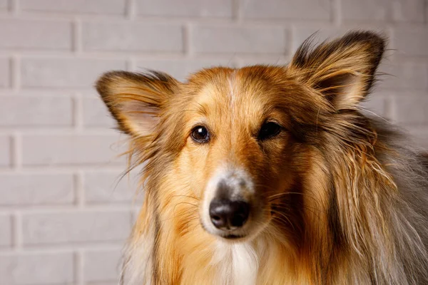 Close Sheltie Shetland Sheepdog Studio Portrait — 스톡 사진