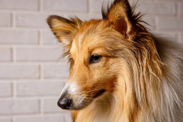 Close Sheltie Shetland Sheepdog Studio Portrait — Stockfoto