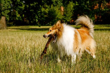 Fluffy dog playing with a stick in the summer park