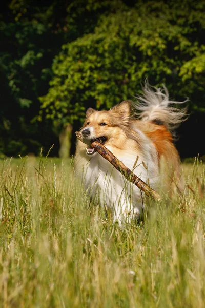 Fluffy Dog Playing Stick Summer Park — Fotografia de Stock