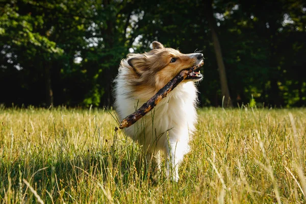 Fluffy Dog Playing Stick Summer Park — Stok Foto