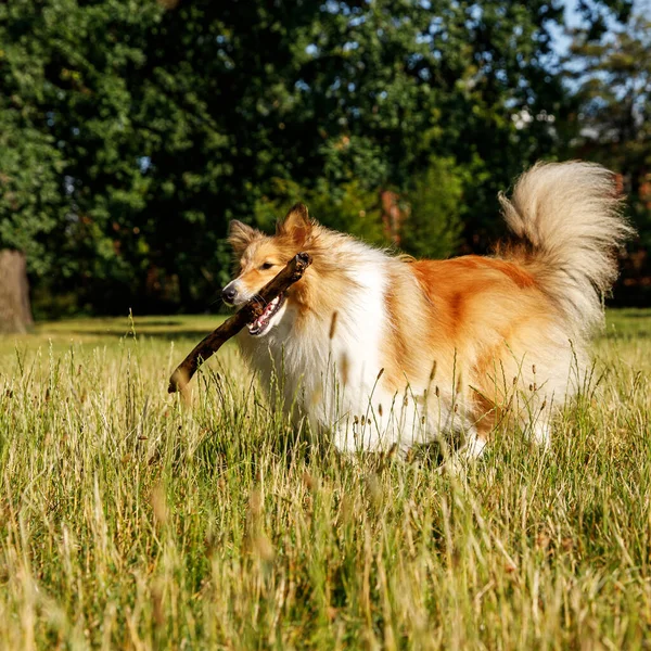 Fluffy Dog Playing Stick Summer Park — Stok Foto