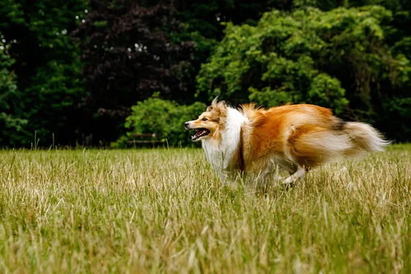Happy Fluffy Dog Running Fast Summer Meadow — Stok Foto