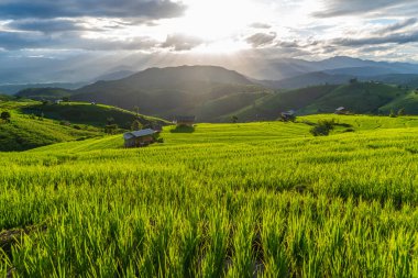 Rice fields on hills, terraced rice fields, houses in the midst of nature, a tourist destination, a tourist destination in northern Thailand.