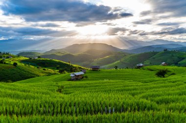 Green rice fields are terraced fields on hillsides where rice farmers plant rice at sunset, a tourist destination in northern Thailand.