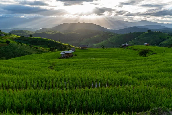 Rice fields on hills, terraced rice fields, houses in the midst of nature, a tourist destination, a tourist destination in northern Thailand.