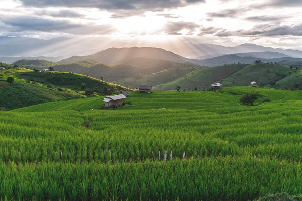 Green rice fields are terraced fields on hillsides where rice farmers plant rice at sunset, a tourist destination in northern Thailand.