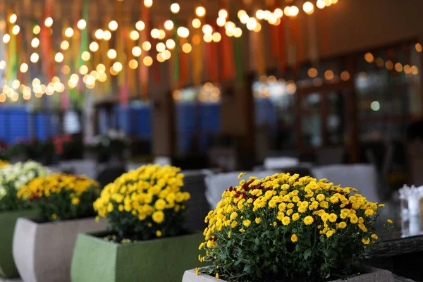 Fleurs Jaunes Dans Des Pots Extérieurs Sur Terrasse Restaurant Fleurs — Photo