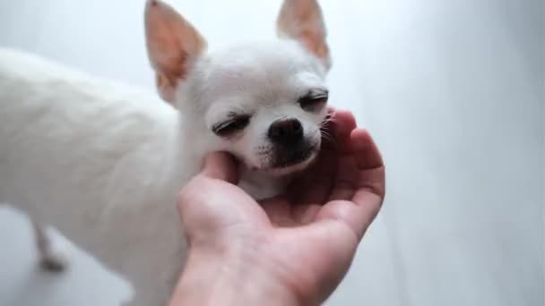 Adam Beyaz Chihuahua Köpeğini Okşuyor Köpek Zevkten Gözlerini Kapadı — Stok video