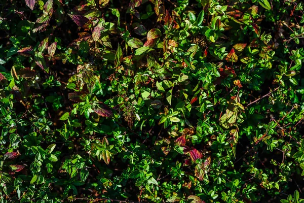 Живі Зелені Кущі Живої Огорожі Крупним Планом Вічнозелені — стокове фото
