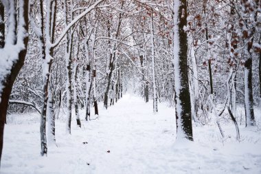 Kış ormanında yol. Kardaki ağaçlar