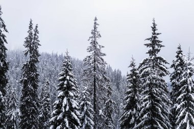 pine trees in the snow against the background of mountains. winter mountains landscape