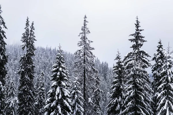 Pine Trees Snow Background Mountains Winter Mountains Landscape — 스톡 사진