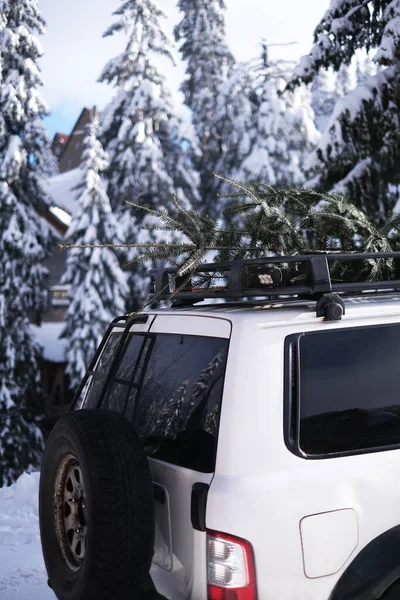 トランクのクローズアップにクリスマスツリーを持つスポーツSuv車 山の中のジープ — ストック写真