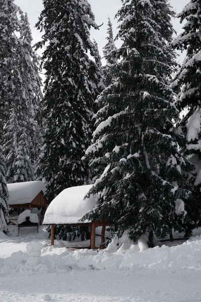 Павильоны Покрытые Снежной Шапкой Сосновом Лесу Горах — стоковое фото