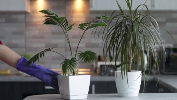 Woman Housewife Takes Care Indoor Plants Home — Stock Video