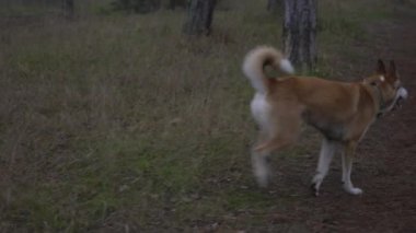 Norveçli Lundehund ormanda koşar. Norveç köpek cinsi.