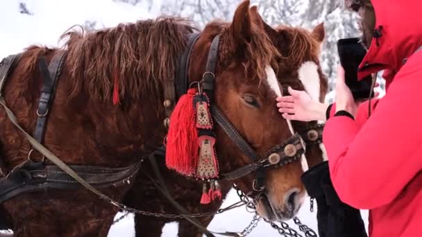 Mužský Blogger Natáčí Koně Svém Telefonu — Stock video