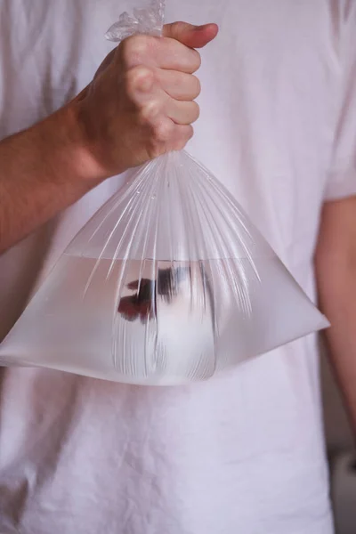 Ein Mann Hält Einen Fisch Einer Plastiktüte Globales Problem Der — Stockfoto
