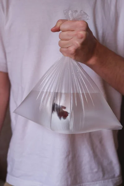 Hombre Sostiene Pez Una Bolsa Plástico Problema Mundial Ecología Protección — Foto de Stock