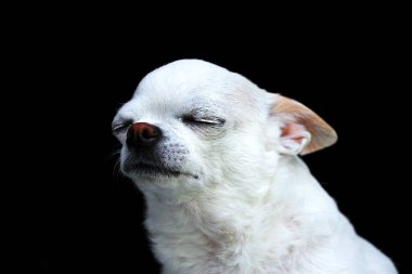 Karanlık bir arka planda üzgün ve korkmuş bir chihuahua köpeğinin portresi.