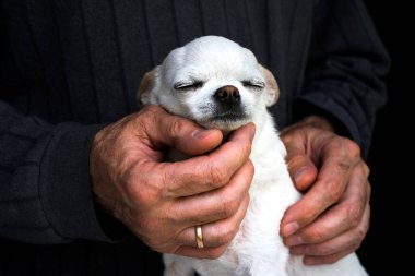 Sahibinin elleri beyaz chihuahua köpeğini tutuyor.