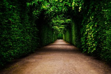 Schnbrunn parkında sarmaşıklarla çevrili bir tünel.