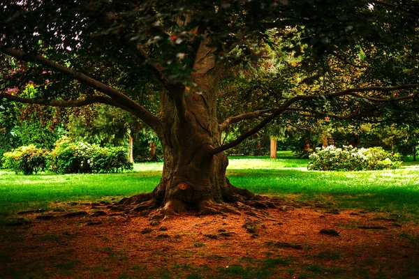 Schattenbaum Mitten Einem Park Schnaittacher Wald — Stockfoto