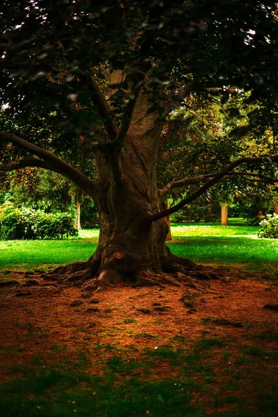 Тінисте Дерево Посеред Парку Лісі Шнбрунн — стокове фото