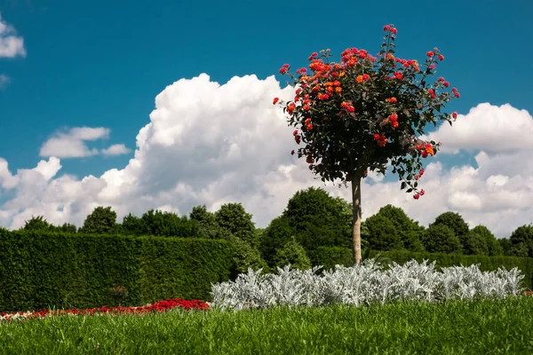 Flamboyant Flame Tree Royal Poinciana Red Blue Sky Background — Fotografia de Stock