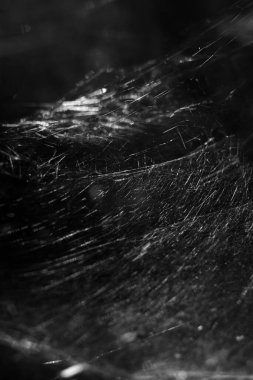 giant spider web close-up front view