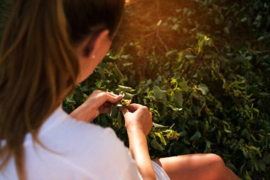 woman picking linden from tree branches