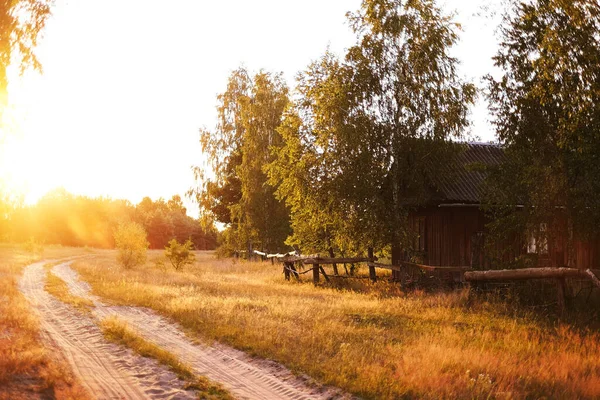 the road leading into the forest is illuminated by the setting sun. rural scenery
