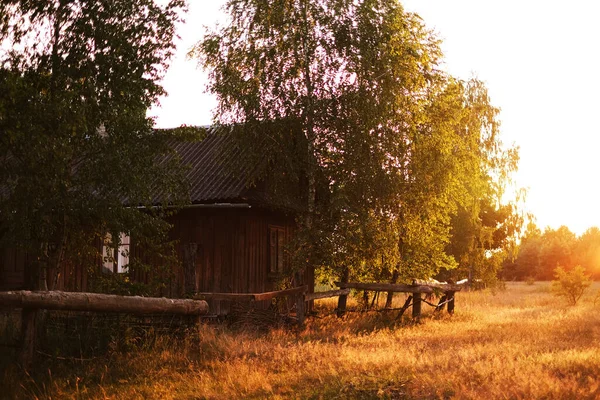 wooden house in the forest is illuminated by the setting sun. nature in the village