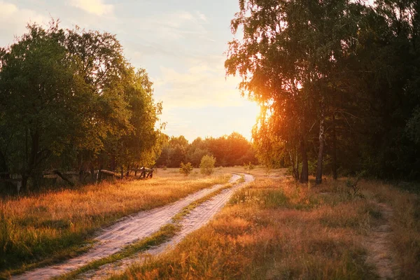 the road leading into the forest is illuminated by the setting sun. rural scenery