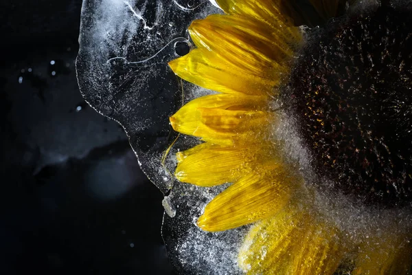 Квітка Соняшнику Льоду Крупним Планом — стокове фото