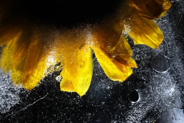 Sunflower Flower Ice Close — Fotografia de Stock