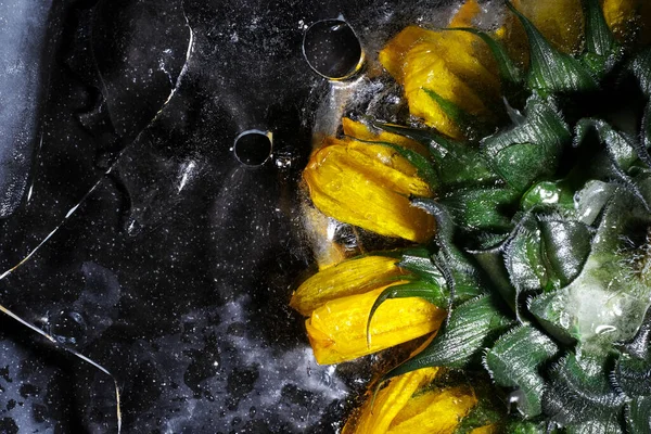 Sunflower Flower Ice Close — Fotografia de Stock
