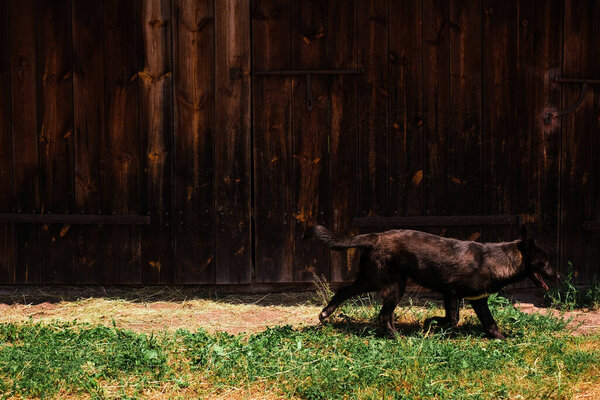Портрет черного австралийского Келпи, бегущего по улице