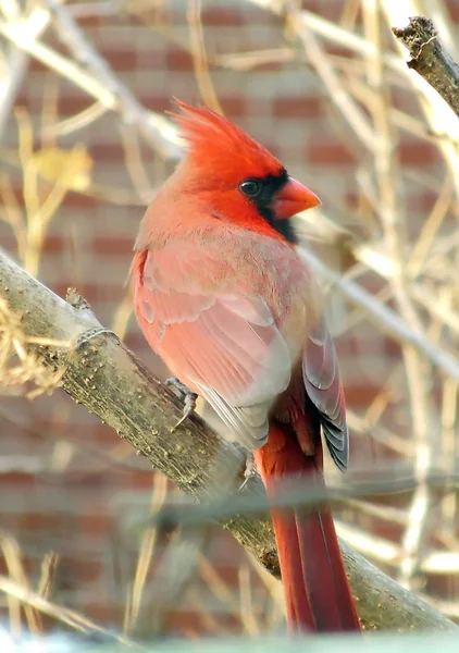 Красный кардинал — стоковое фото