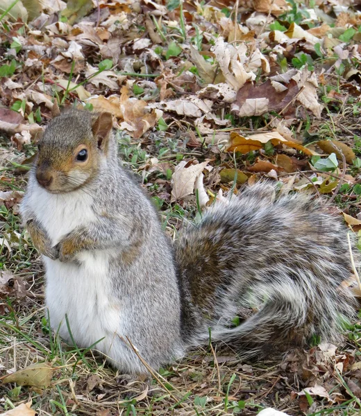 Orava odottaa pähkinöitä — kuvapankkivalokuva