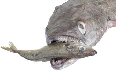 closeup hake avcılık küçük balık