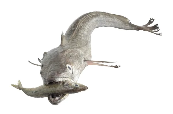 hake avcılık küçük balık